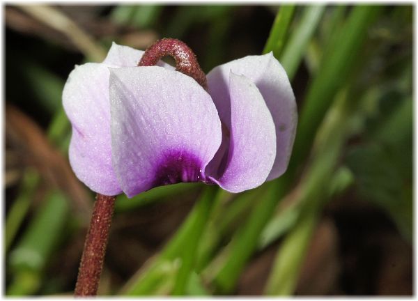 Cyclamen parviflorum