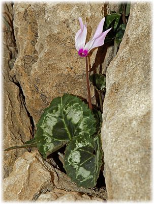 Cyclamen persicum