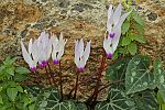 Cyclamen persicum