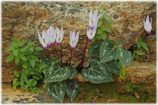 Cyclamen persicum