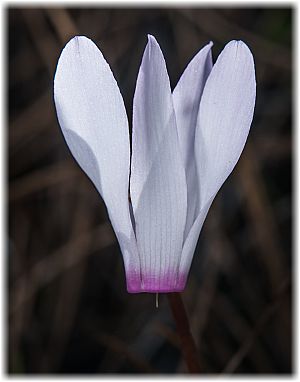 Cyclamen rhodium