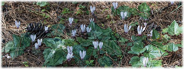 Cyclamen rhodium