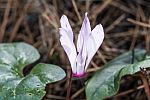 Cyclamen rhodium