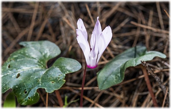 Cyclamen rhodium