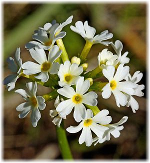 Primula algida