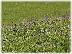 Primula algida