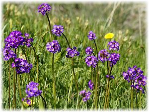 Primula algida