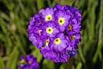 Primula algida