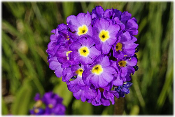 Primula algida