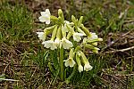 Primula elatior