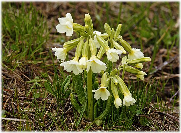 Primula elatior