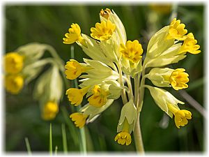 Primula veris