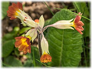 Primula veris