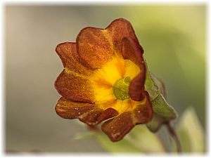 Primula veris