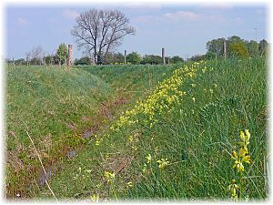 Primula veris