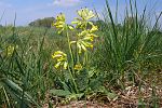 Primula veris