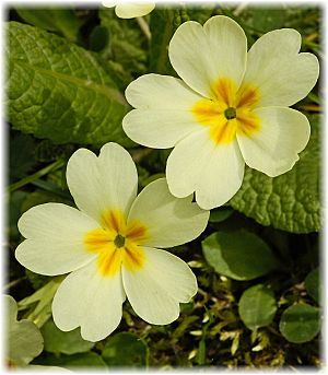 Primula vulgaris