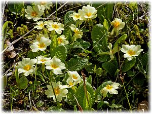 Primula vulgaris