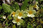 Primula vulgaris