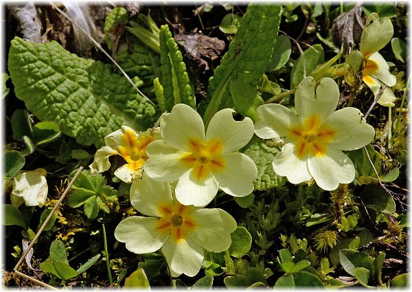 Primula vulgaris