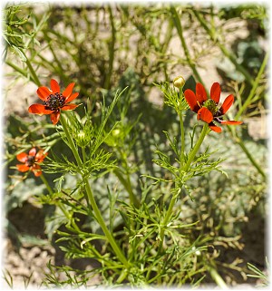 Adonis aestivalis