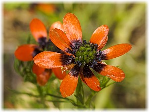 Adonis aestivalis