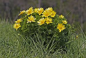 Adonis vernalis