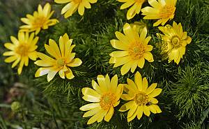 Adonis vernalis