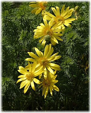 Adonis vernalis