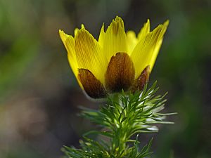 Adonis vernalis