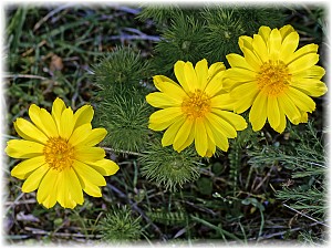 Adonis vernalis