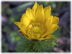 Adonis vernalis