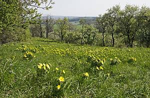 Adonis vernalis