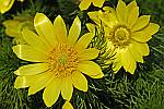 Adonis vernalis