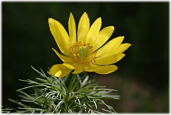 Adonis vernalis