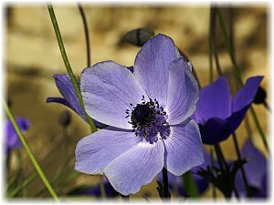 Anemone coronaria