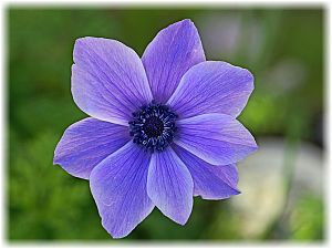 Anemone coronaria