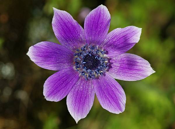 Anemone coronaria