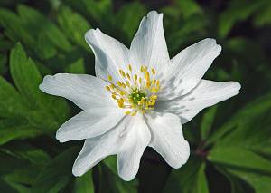 Anemone nemorosa