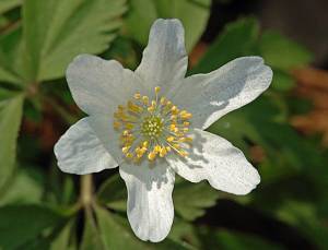 Anemone nemorosa