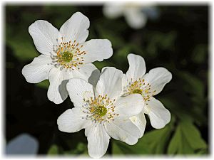 Anemone nemorosa