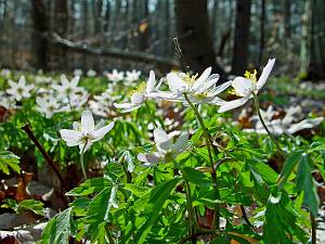 Anemone nemorosa