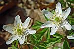 Anemone nemorosa