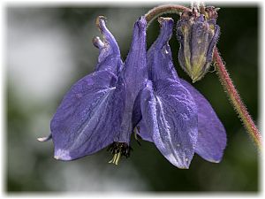 Aquilegia vulgaris