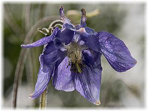 Aquilegia vulgaris