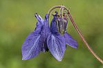 Aquilegia vulgaris - Akelei