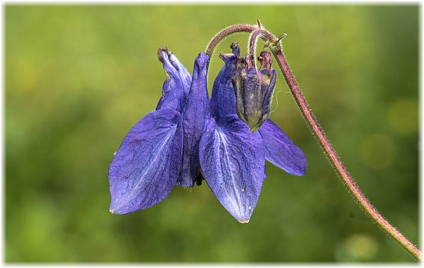 Aquilegia vulgaris