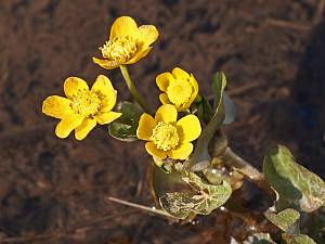 Caltha palustris