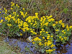 Caltha palustris