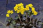 Caltha palustris